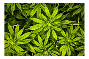 Cannabis als medicijn: het Medusa-onderzoek