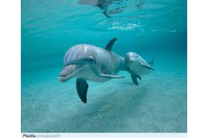 Virtuele dolfijnentherapie mogelijk behulpzaam voor mensen met autisme