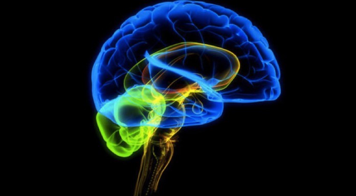 Eerste hoogleraar Filosofie van de Neurowetenschappen benoemd bij VUmc