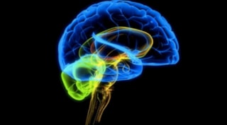 neuroscience-696x385