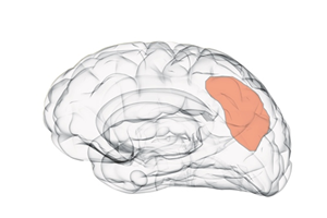 Hersenonderzoek bij mensen met een dwangstoornis toont afwijkingen in deel van de hersenschors
