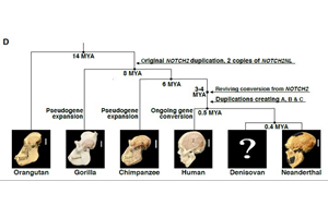 Gen gevonden dat menselijk brein zo groot maakte