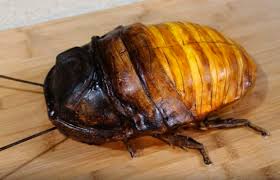 Fysieke walging en morele oordelen blijken hand in hand te gaan