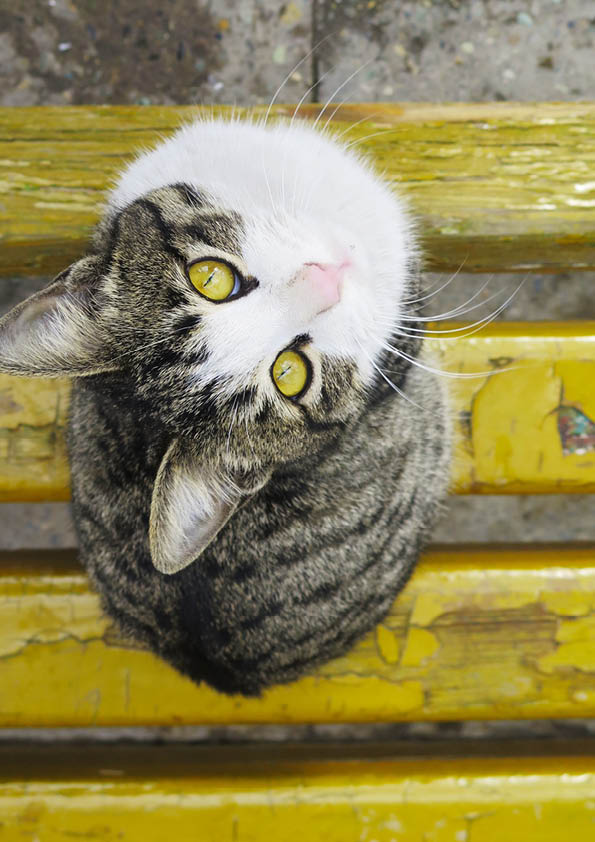 Het autistische huishouden 