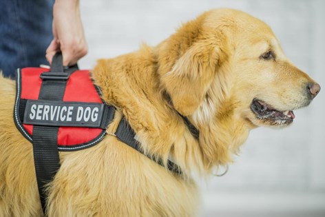 service-dog-for-anxiety
