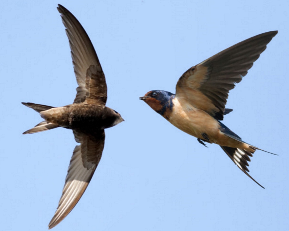 Veel zwaluwvleugels, weinig krukken