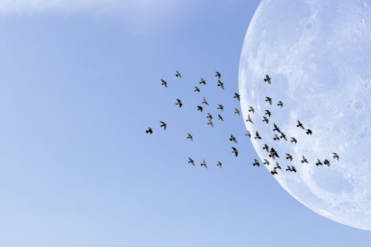 Tussen droom en daad...