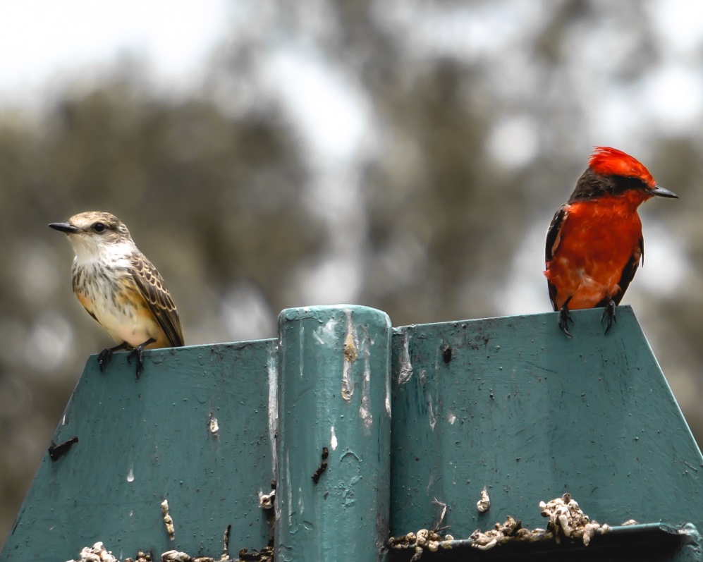 De pikorde in de ggz