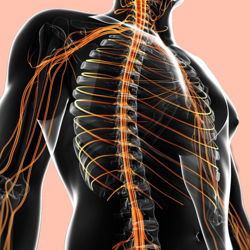 De polyvagaaltheorie in therapie
