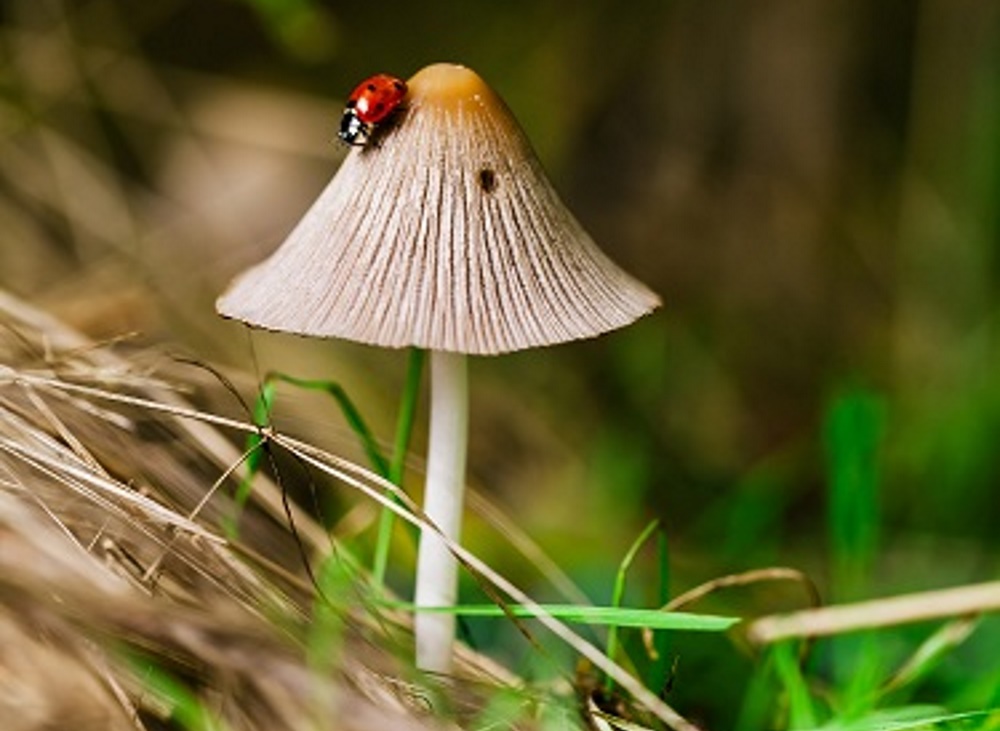 Psilocybine behulpzaam bij therapie tegen alcoholverslaving