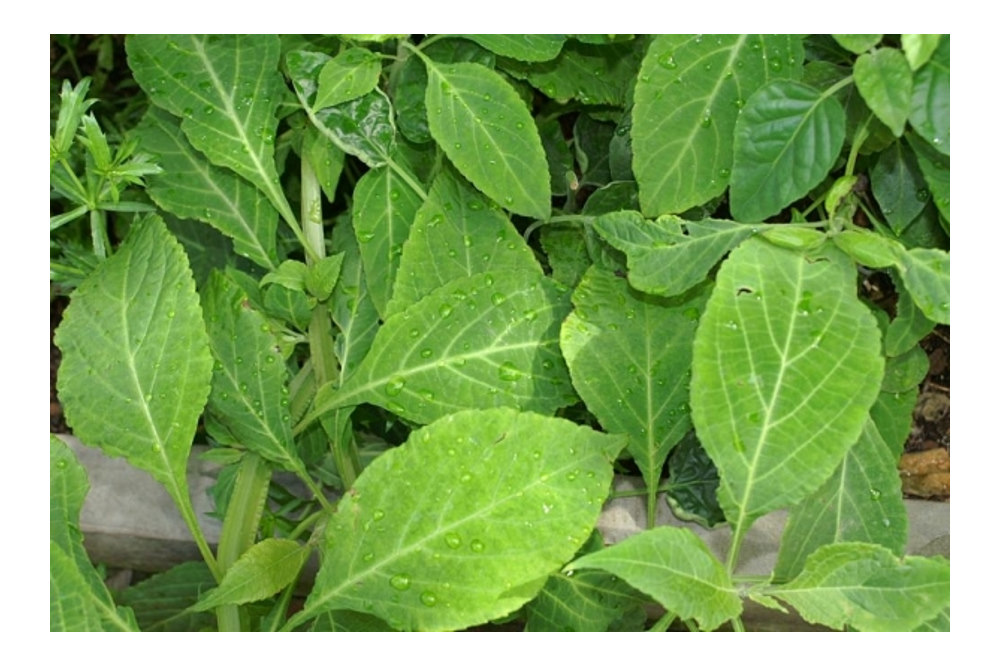 Hallucinerend kruid Salvia divinorum heeft fors risico op gezondheidsklachten