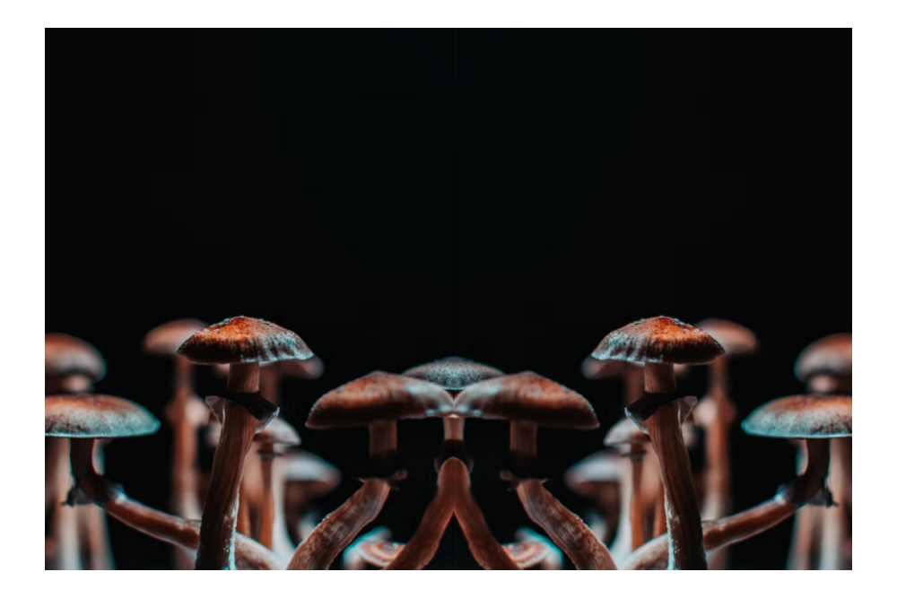 Therapeutisch effect van psychedelica: hoge verwachtingen, maar ook veel kennishiaten