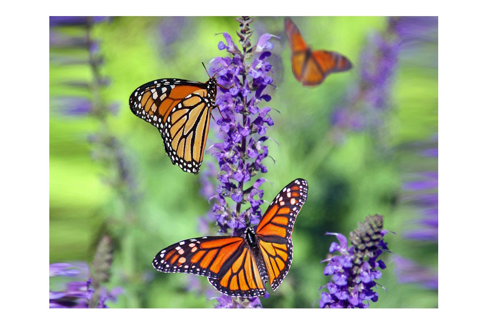 ‘Luister. Lúister naar je patiënt’