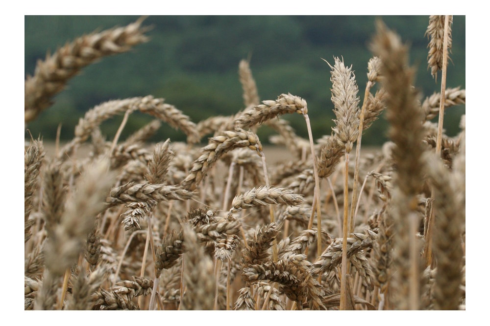 TABOER vraagt aandacht voor mentale gezondheid binnen agrarische sector