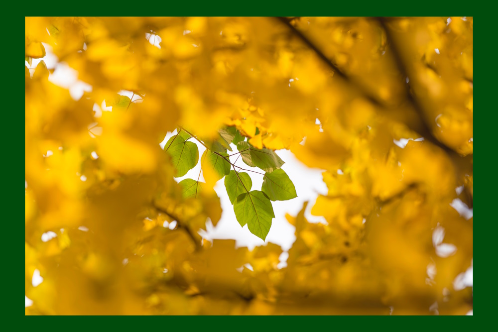 De Jongen, de Hoody en de Orthopedagoog-generalist