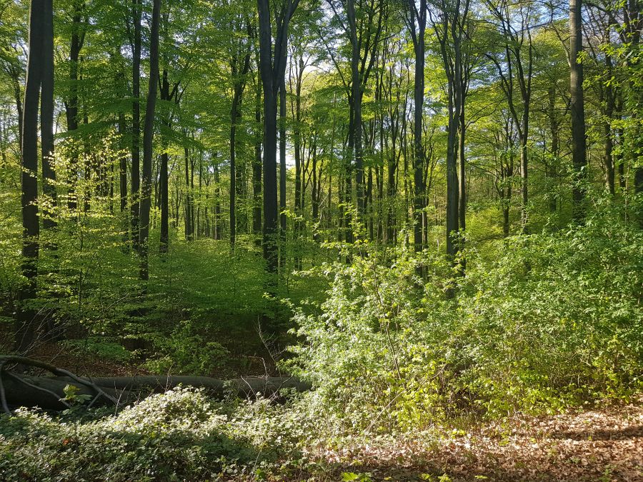 De natuur als inspiratie