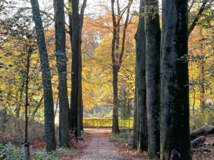 herfstbos