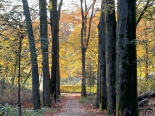 herfstbos