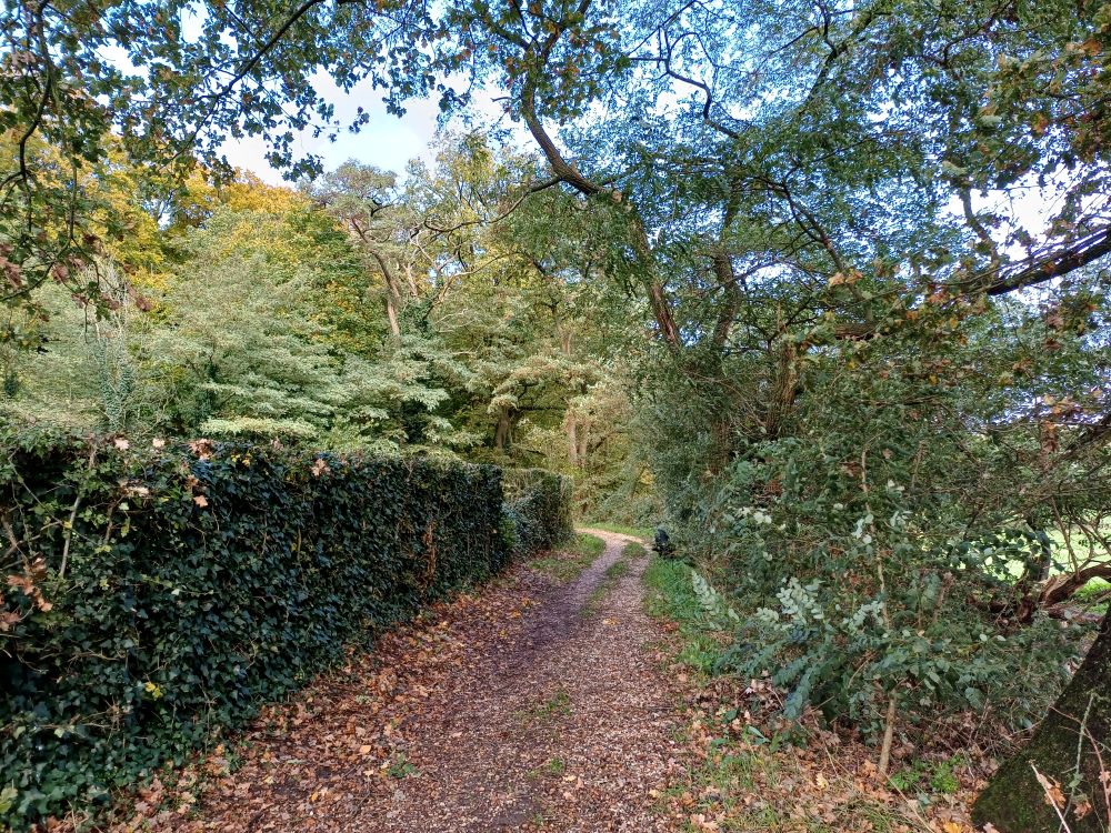 Voorbij de boomgrens