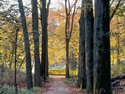 herfstbos