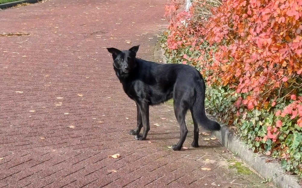Hulphond bewezen effectief bij PTSS, kindertherapie, stress en angst 